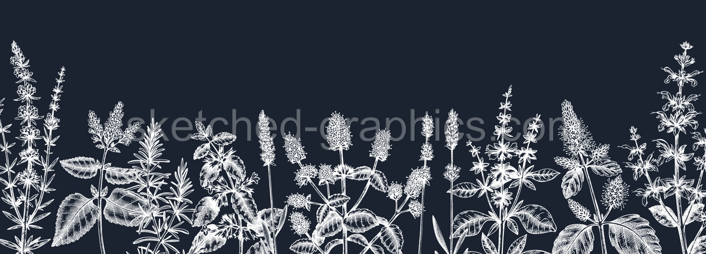 Mints on chalkboard. Hand drawn medicinal herbs banner design. Vector mint plants sketches. Vintage summer herbs template. Botanical background with floral elements in engraved style. Herbs outlines Illustration
